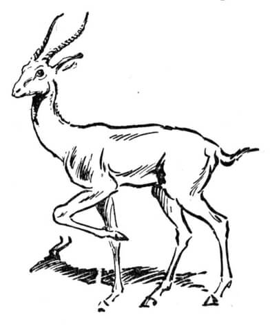 Antelope From Impala Coloring Page